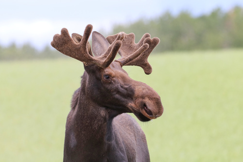 Moose