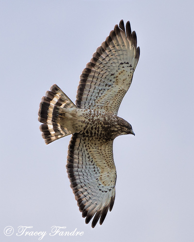 Broad-winged Hawk
