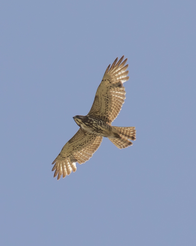 Broad-winged Hawk