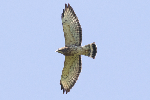 Broad-winged Hawk
