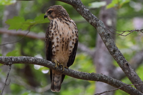 Broad-winged Hawk