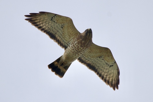 Broad-winged Hawk