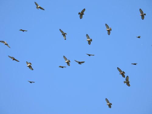 Broad-winged Hawk