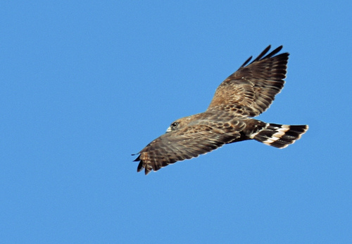 Broad-winged Hawk