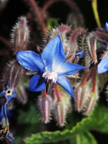 Borage