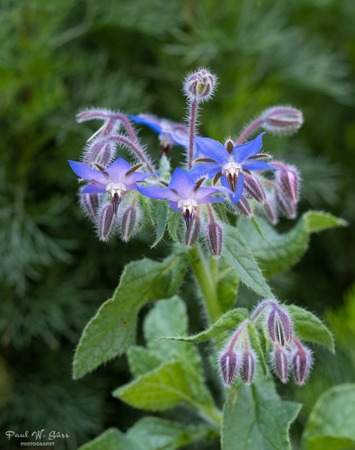 Borage