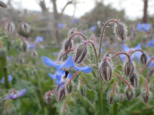 Borage