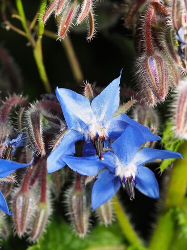 Borage