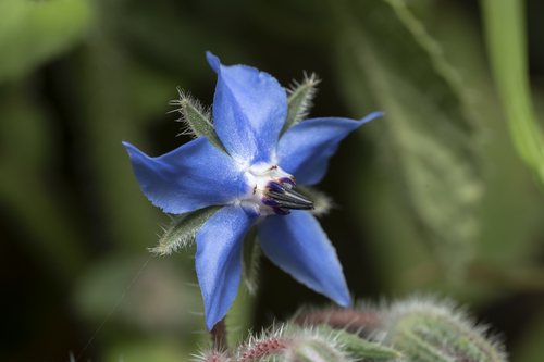 Borage