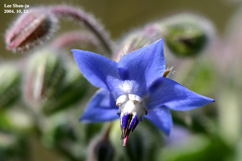 Borage