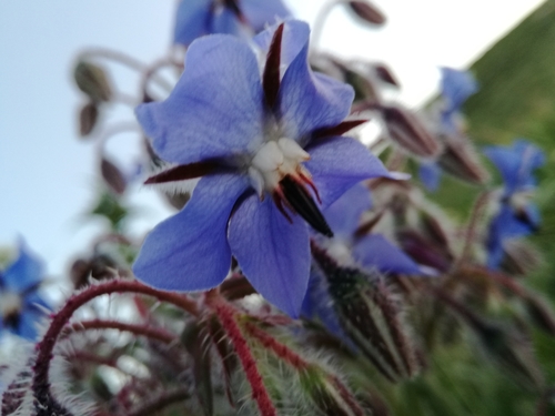 Borage