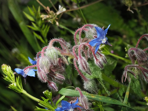 Borage