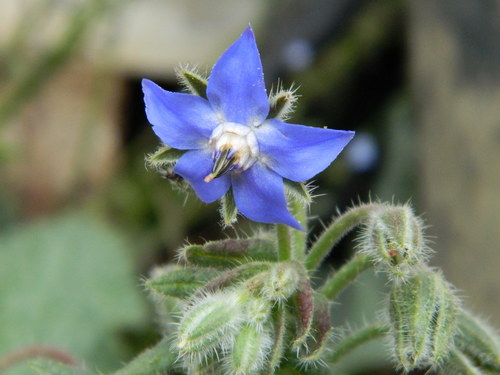 Borage