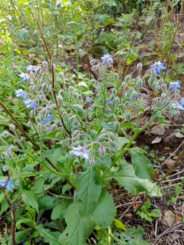 Borage