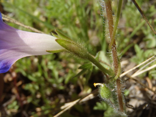 common morning-glory