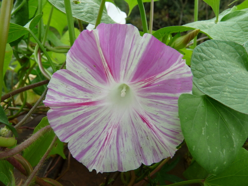 common morning-glory