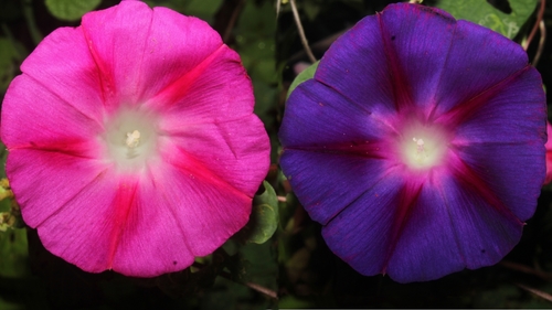 common morning-glory