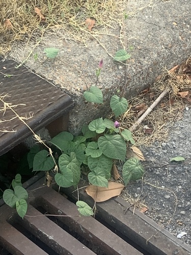 common morning-glory