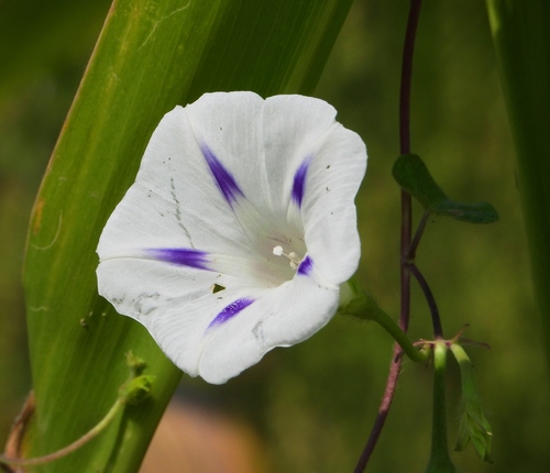 common morning-glory