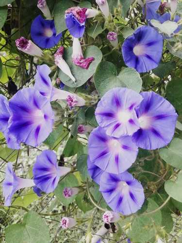 common morning-glory