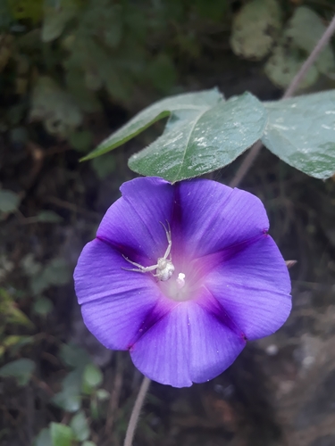 common morning-glory