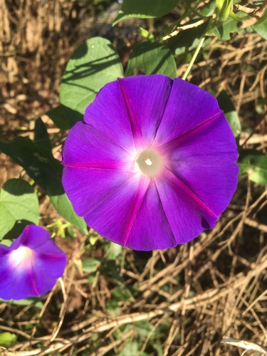 common morning-glory