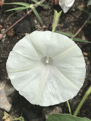 common morning-glory