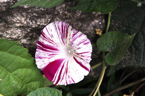 common morning-glory