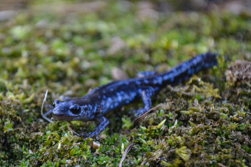 Blue-spotted Salamander
