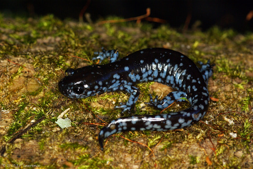 Blue-spotted Salamander