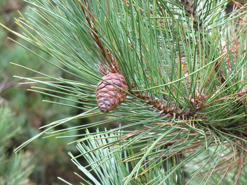 red pine