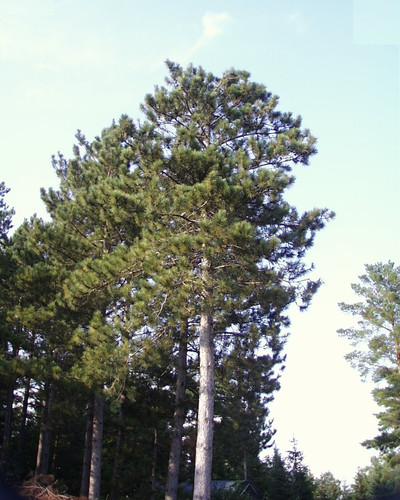 red pine