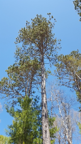 red pine