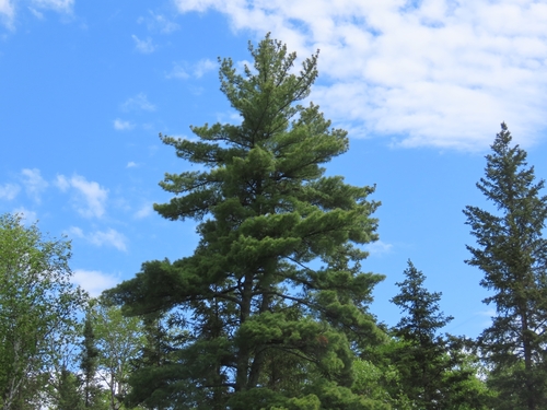 eastern white pine