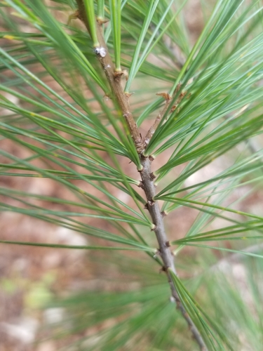 eastern white pine