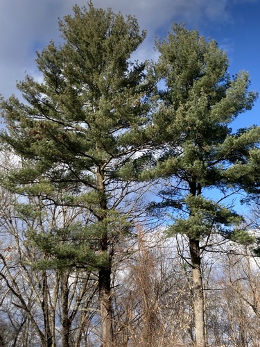eastern white pine