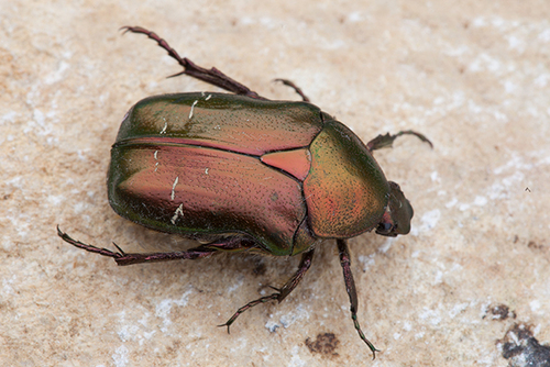 European Rose Chafer