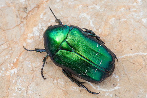 European Rose Chafer