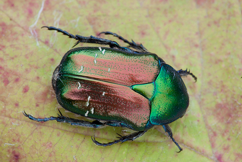 European Rose Chafer
