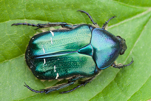 European Rose Chafer
