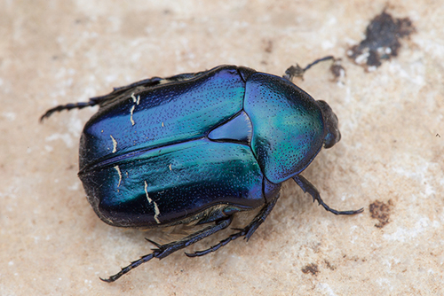 European Rose Chafer