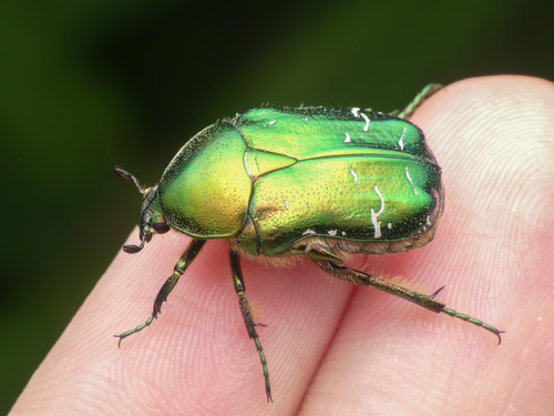 European Rose Chafer