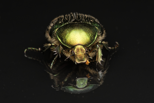 European Rose Chafer
