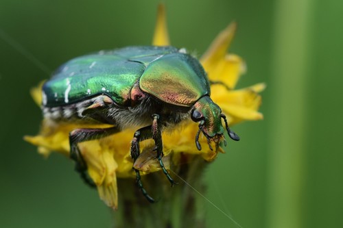 European Rose Chafer
