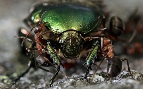 European Rose Chafer
