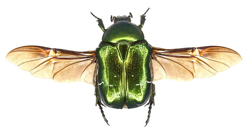 European Rose Chafer