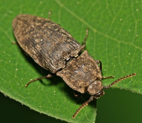 Mottled dingy-brown click beetle