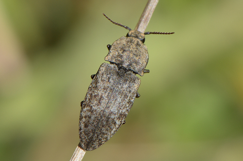 Mottled dingy-brown click beetle