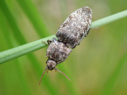 Mottled dingy-brown click beetle