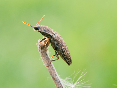 Mottled dingy-brown click beetle
